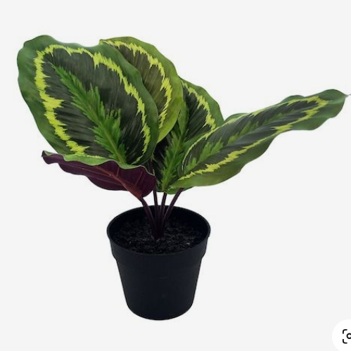 Safety of Calathea Gekko plants for pets