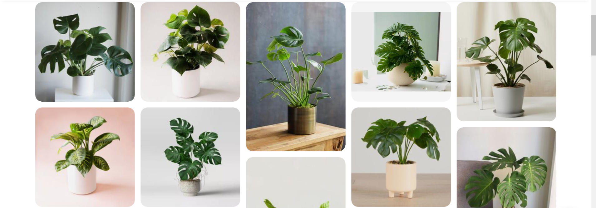 Suitable environment for growing Monstera