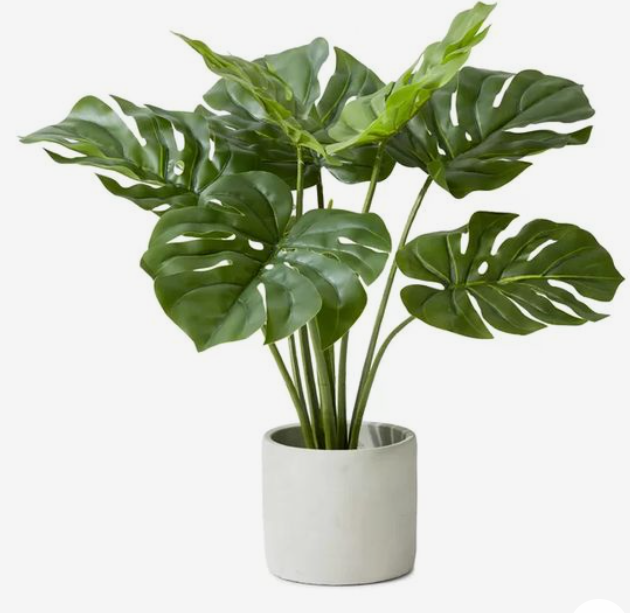 Care for a Monstera