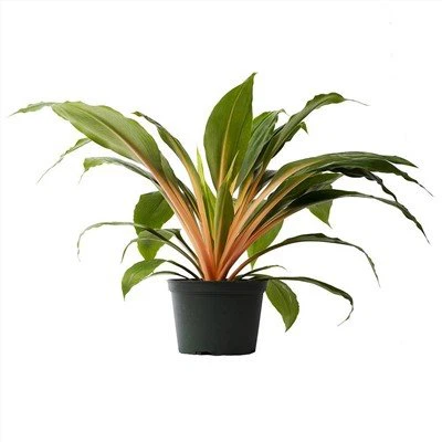 The best growing environment for Chlorophytum