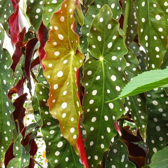 Best Soil Type for Cane Begonia