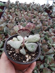 Adromischus cooperi