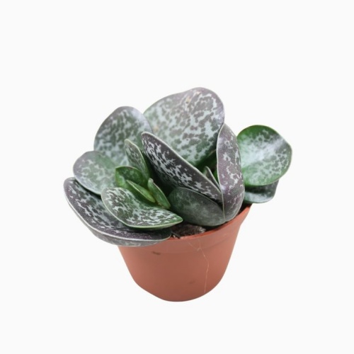 Adromischus cooperi