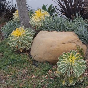 Aeonium Sunburst