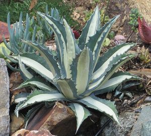 Agave Americana Mediopicta Alba