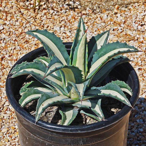 Agave Americana Mediopicta Alba