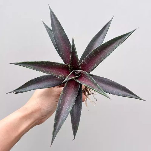 Agave Blazing Saddles