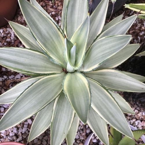 Agave Desmettiana Joe Hoak