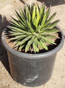 Agave filifera