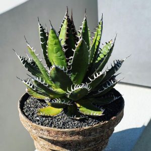 Agave Horrida