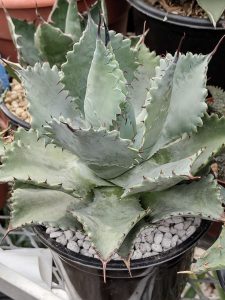 Agave Isthmensis