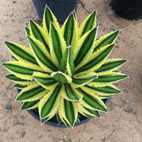 Agave Lophantha Quadricolor