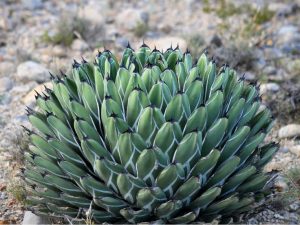 Agave nickelsiae