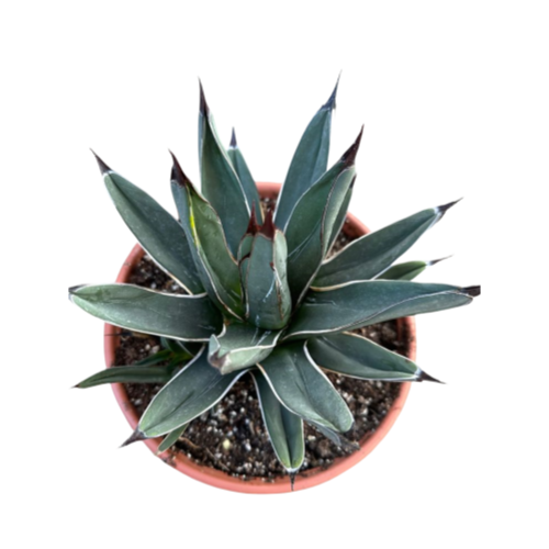 Agave Nickelsiae