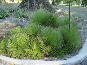  Agave Stricta Nana