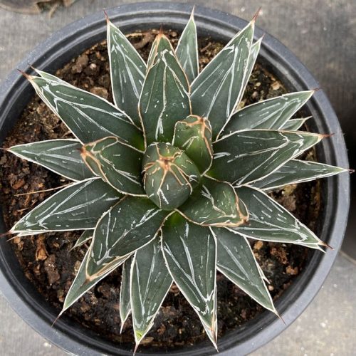 Agave Victoria Regina