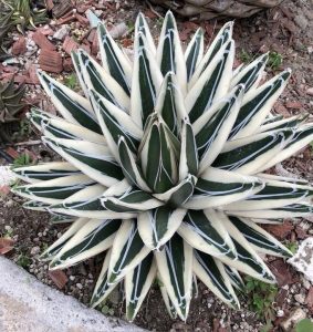 Agave Victoriae Reginae White Rhino