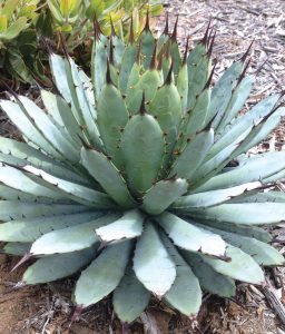 Agave macroacantha