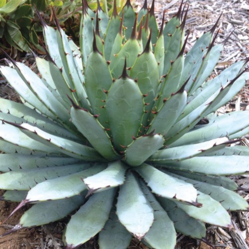 Agave Macroacantha