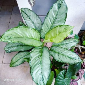 Aglaonema BJ Freeman