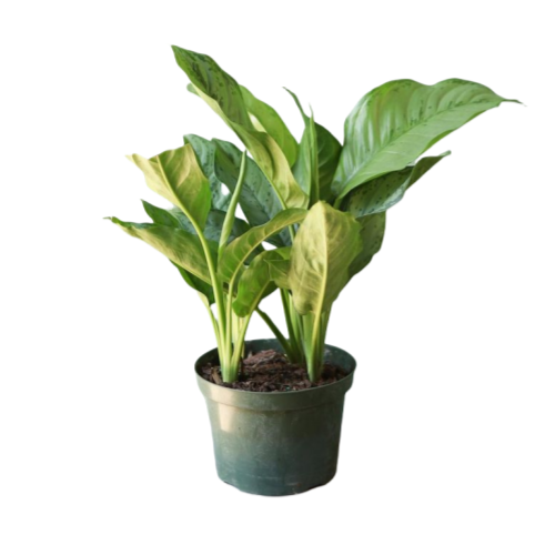 Aglaonema BJ Freeman