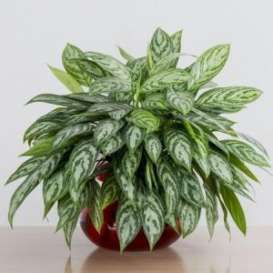 Aglaonema Nitidum