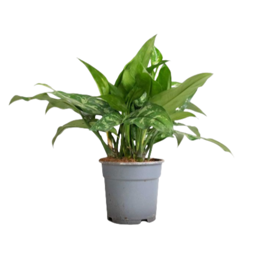 Aglaonema Nitidum