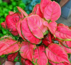 Aglaonema Red Anjamani