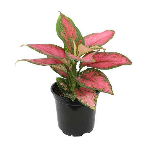 Aglaonema Red Anjamani