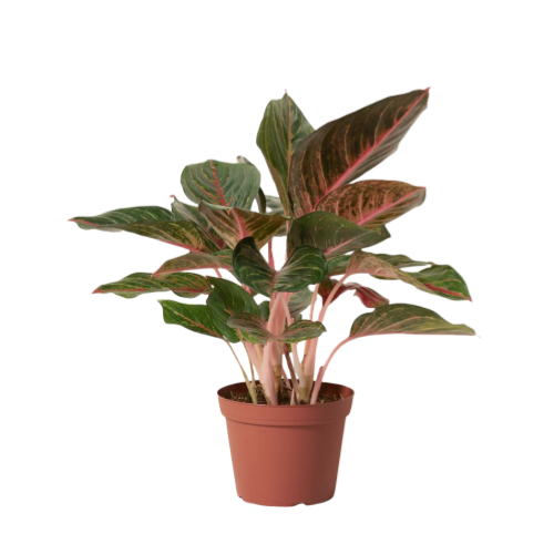 Aglaonema Red Emerald