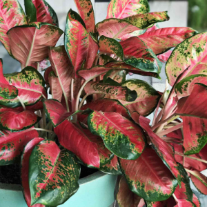 Aglaonema Red Emerald