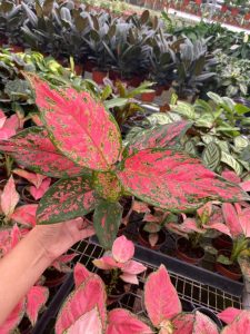 Aglaonema Red Peacock