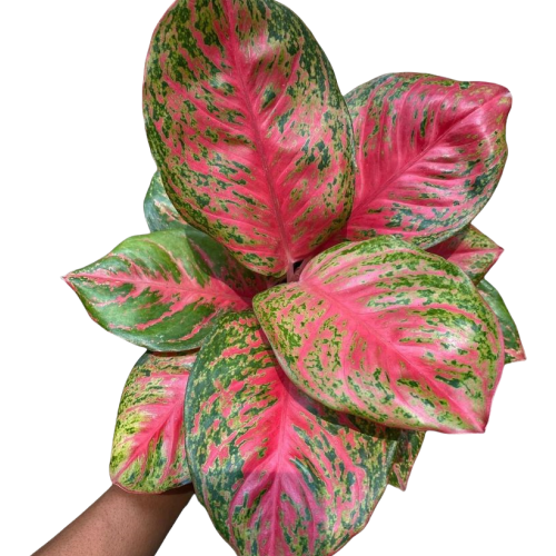 Aglaonema Red Peacock