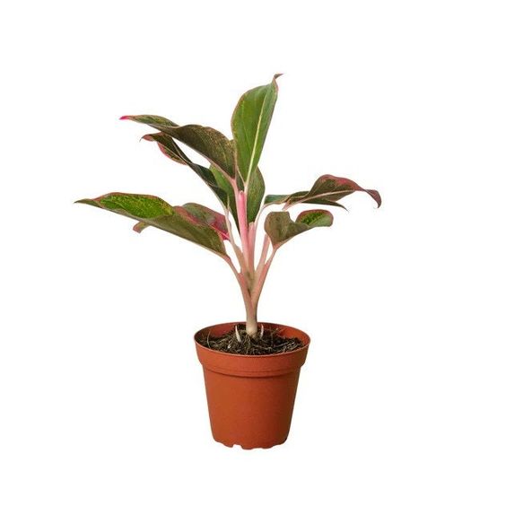 Aglaonema Siam Aurora