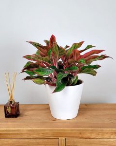 Aglaonema Siam Aurora