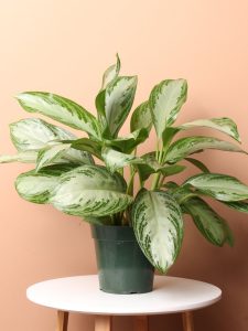 Aglaonema Silver Bay