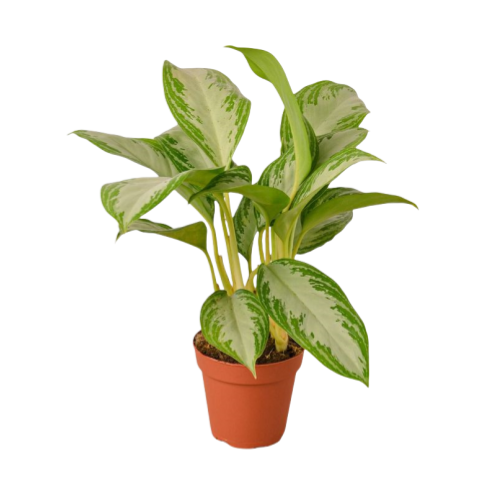 Aglaonema Silver Bay