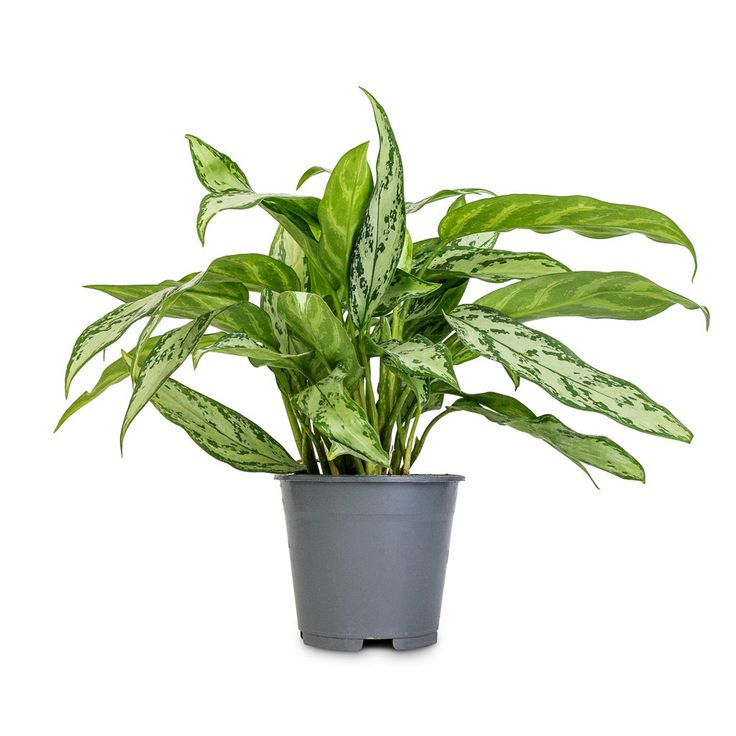 Silver Queen Aglaonema