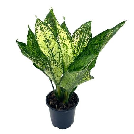 Aglaonema Snow White