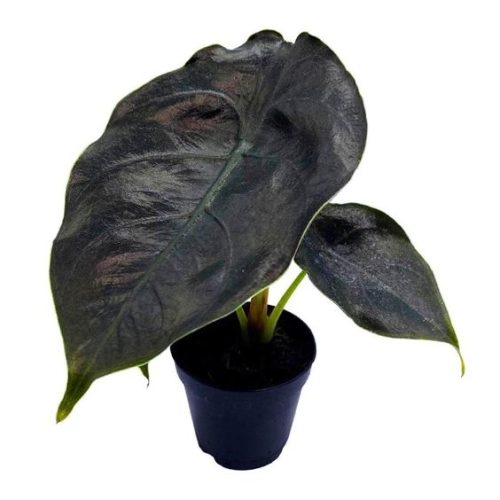 Alocasia Azlanii