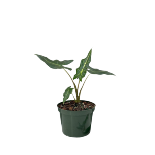 Alocasia Sarian