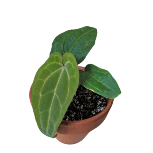 Anthurium Ace of Spades