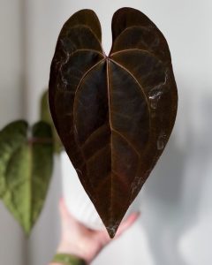 Anthurium Ace of Spades