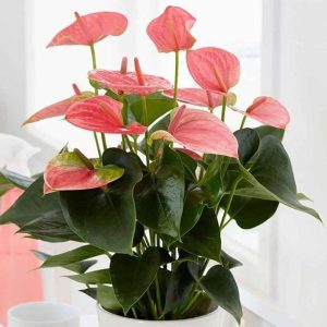 Anthurium Andraeanum Pink