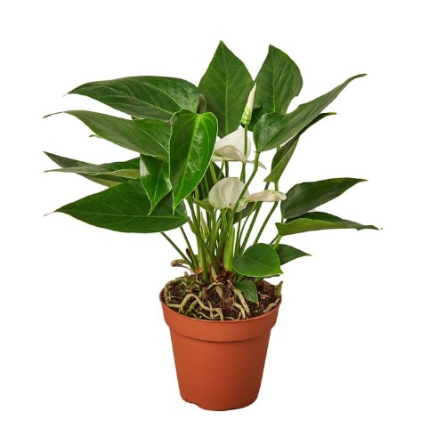 Anthurium Andraeanum White