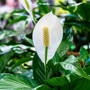 Anthurium Andraeanum White