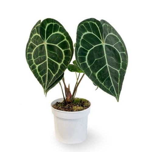 Anthurium Clarinervium