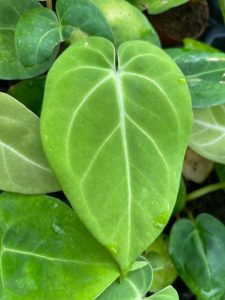 Anthurium Forgetii