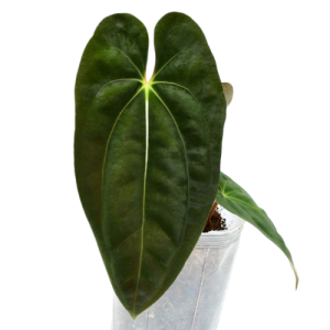  Anthurium papillilaminum