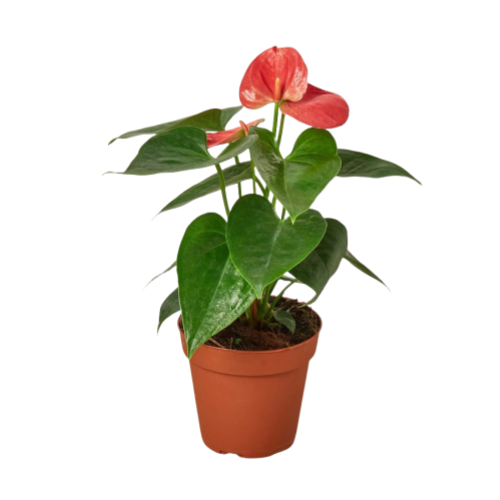 Anthurium Andraeanum Pink